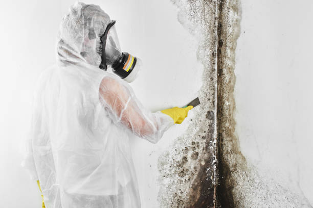 Localized Mold Remediation (e.g., coastal areas, humid climates)