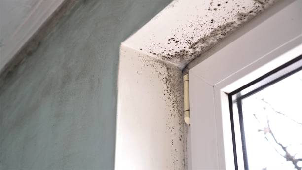 Trusted Riverdale, GA Mold Remediation Experts