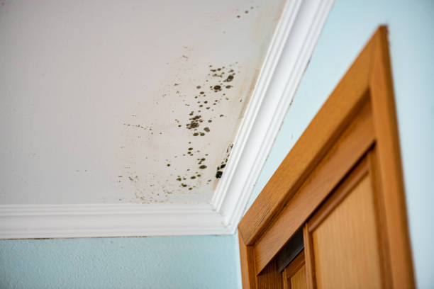 Best Industrial Mold Remediation in Riverdale, GA
