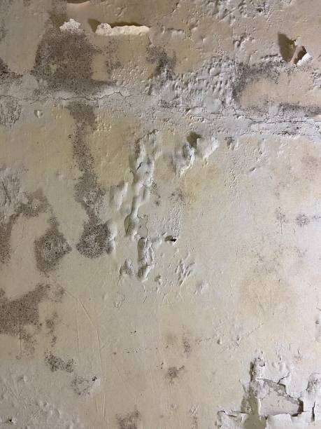 Best Attic Mold Remediation in Riverdale, GA